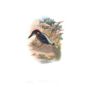 Great Alcedo. John Gould. Birds of Asia Vol 1. Giclee Print