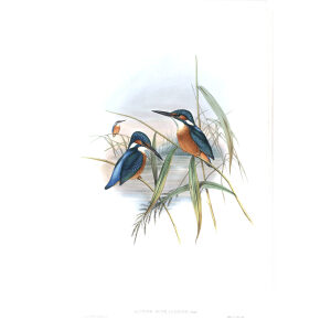 Indian Kingfisher. John Gould. Birds of Asia Vol 1. Giclee Print