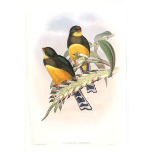 Macklot's Trogon. John Gould. Birds of Asia Vol 1. Giclee Print