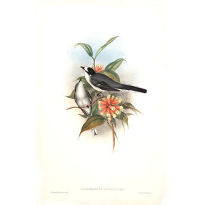 Grey Pericrocotus John Gould. Birds of Asia Volume 2. Giclee Print