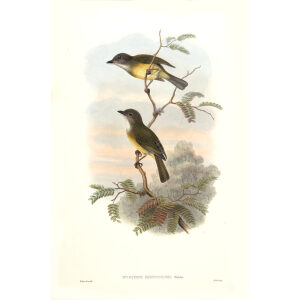 Philippine Island Thickhead John Gould. Birds of Asia Volume 2. Giclee Print