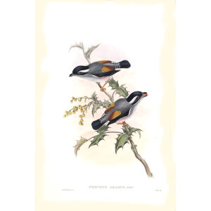 Grey headed Pteruthius John Gould. Birds of Asia Volume 2. Giclee Print