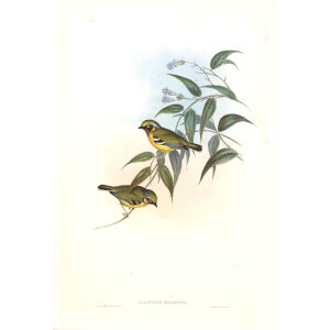 Black eared Allotrius John Gould. Birds of Asia Volume 2. Giclee Print