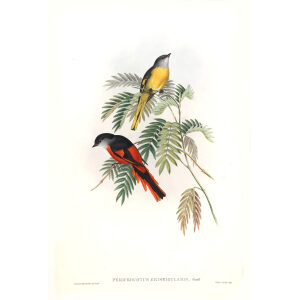 Grey throated Pericrocotus John Gould. Birds of Asia Volume 2. Giclee Print