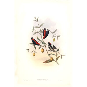 Pryer s Dicaeum John Gould. Birds of Asia Volume 2. Giclee Print