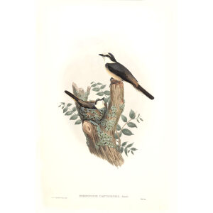 Canton Pericrocotus John Gould. Birds of Asia Volume 2. Giclee Print