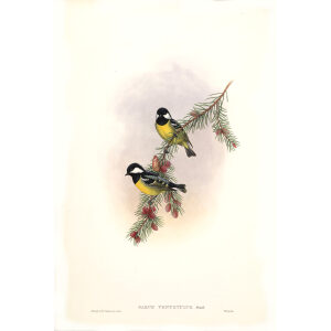 White naped Tit John Gould. Birds of Asia Volume 2. Giclee Print