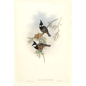 Rufous bellied Tit John Gould. Birds of Asia Volume 2. Giclee Print