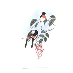 Cawnpore Pericrocotus John Gould. Birds of Asia Volume 2. Giclee Print