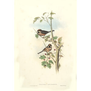 Afghan Tit Plate 66 John Gould. Birds of Asia Volume 2. Giclee Print