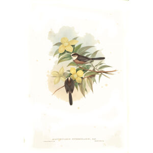 White throated Tit Plate 67 John Gould. Birds of Asia Volume 2. Giclee Print