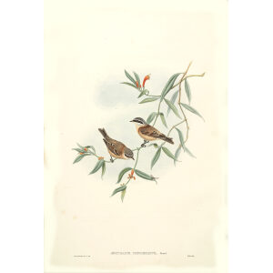 Chines Penduline Tit Plate 70 John Gould. Birds of Asia Volume 2. Giclee Print