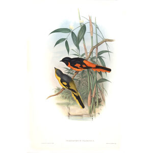 Orange Pericrocotus John Gould. Birds of Asia Volume 2. Giclee Print