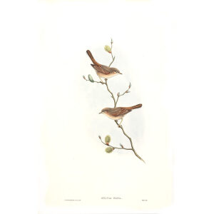 Desert Whitethroat John Gould. Birds of Asia Volume 4. Museum quality giclee prints