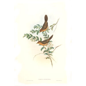 Buff throated Dumetia John Gould. Birds of Asia Volume 4. Museum quality giclee prints