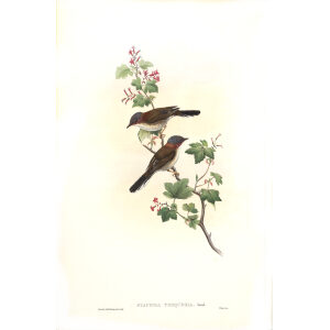 Grey headed Staphida John Gould. Birds of Asia Volume 4. Museum quality giclee prints