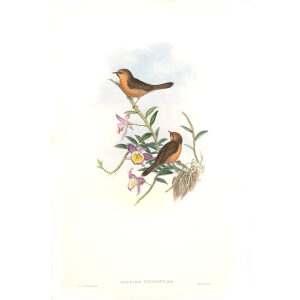 Red eyed Stachyris John Gould. Birds of Asia Volume 4. Museum quality giclee prints