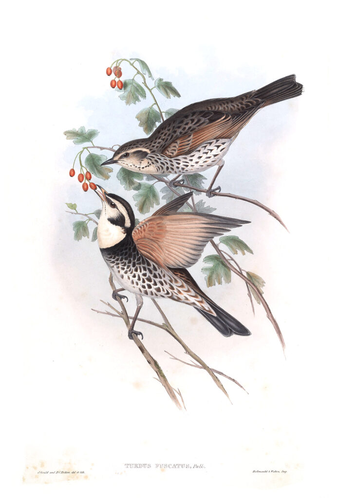 Clouded Thrush. John Gould. Birds of Asia Volume 3. Giclee print