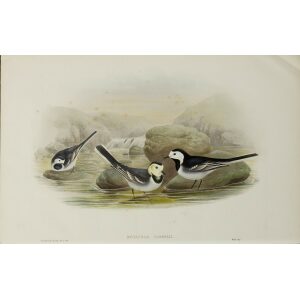 Pied Wagtail John Gould. Birds of Great Britain Volume 3 Insessores. Giclee Print