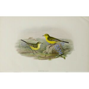 Yellow Wagtail John Gould. Birds of Great Britain Volume 3 Insessores. Giclee Print