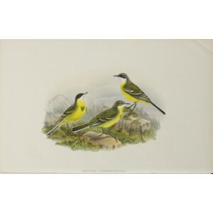 Grey capped Wagtail John Gould. Birds of Great Britain Volume 3 Insessores. Giclee Print