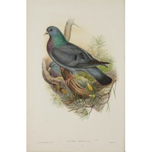 Stock-Dove by John Gould Birds of Great Britain, Volume 4 Rasores and Grallatores Museum quality giclee print