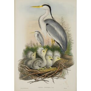 Heron John Gould Birds of Great Britain, Volume 4 Rasores and Grallatores Museum quality giclee print