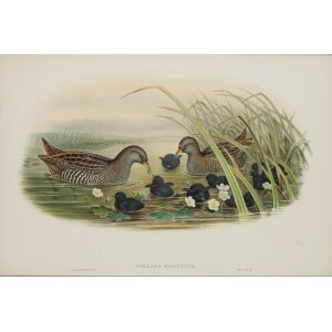 Spotted Crake John Gould Birds of Great Britain, Volume 4 Rasores and Grallatores Museum quality giclee print