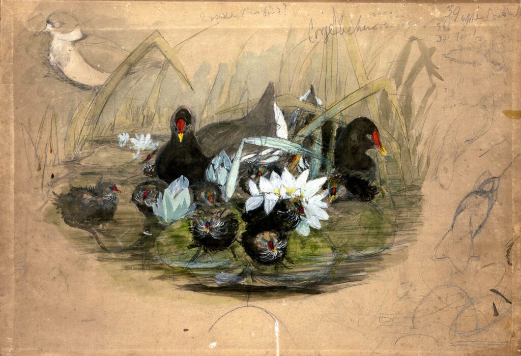 Sketch by John Gould. Birds of Great Britain.