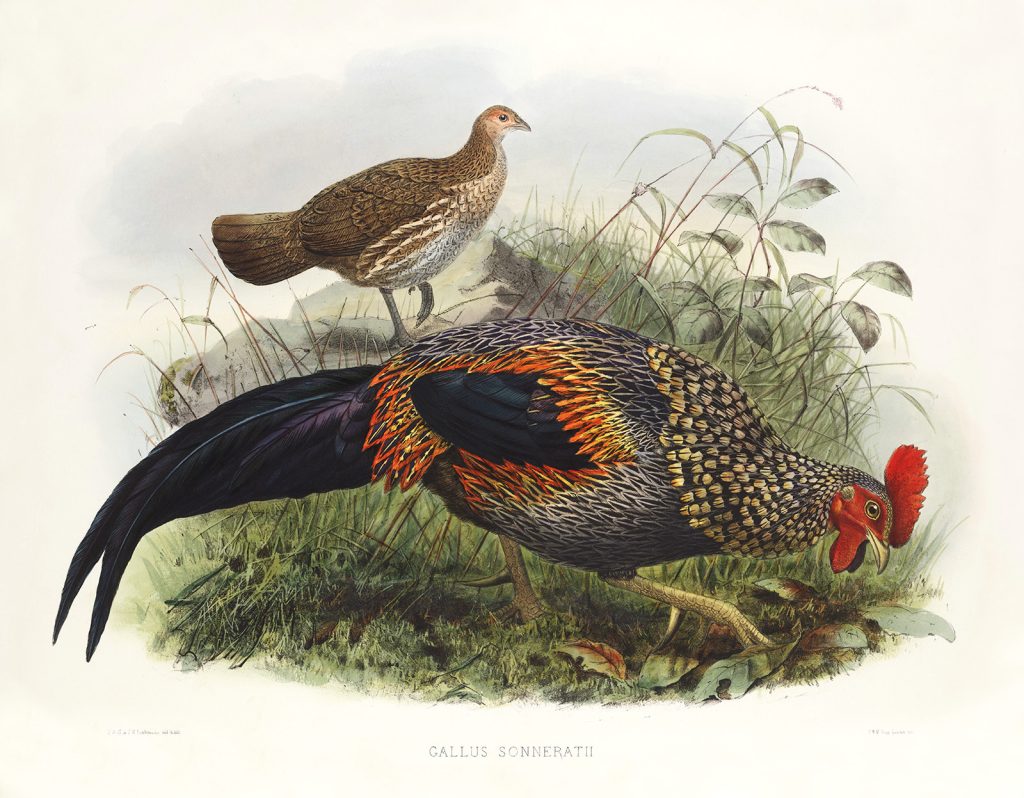 Daniel Giraud Elliot - Family of the Pheasants. Museum Quality Giclee Print by Heritage Prints.