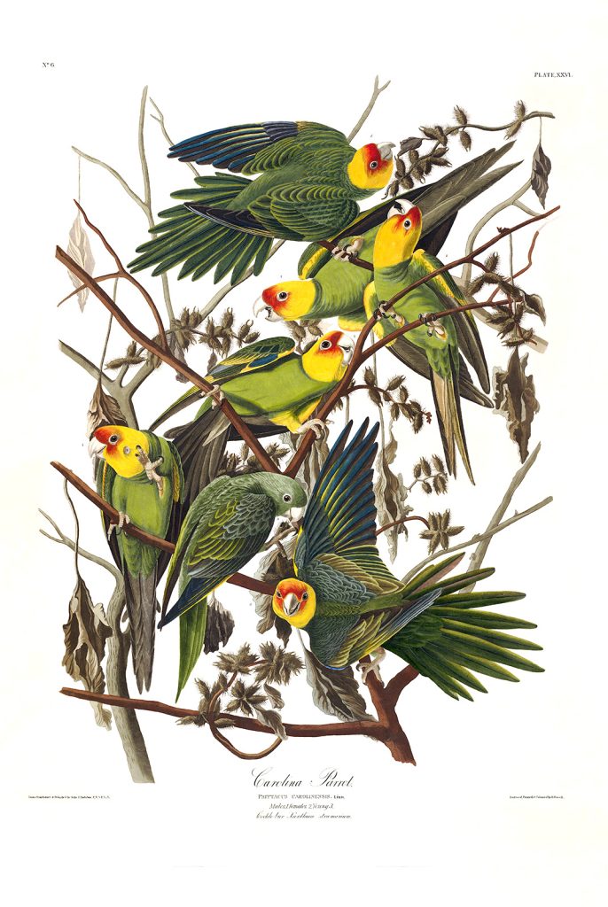 Extinct of the Carolina Parrot Heritage Prints