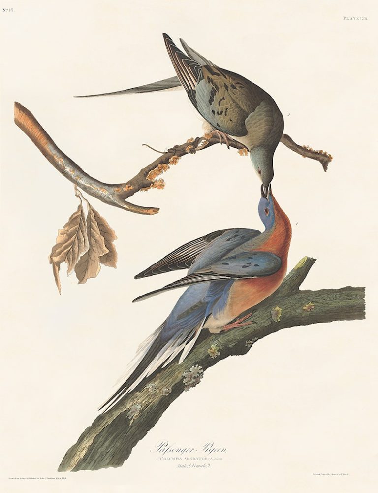 Extinct of the Passenger Pigeon Heritage Prints