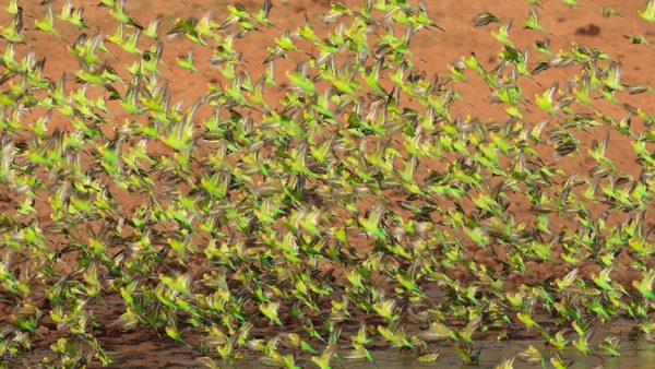 Heritage Prints - Foto Steve Pearce Budgies swarm in Australia