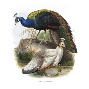 Blackshouldered Peafowl. Daniel Giraud Elliot - Family of the Pheasants. Museum Quality Giclee Print by Heritage Prints.