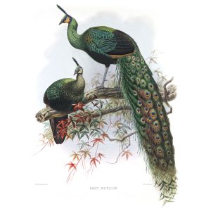 Javan Peafowl. Daniel Giraud Elliot - Family of the Pheasants. Museum Quality Giclee Print by Heritage Prints.