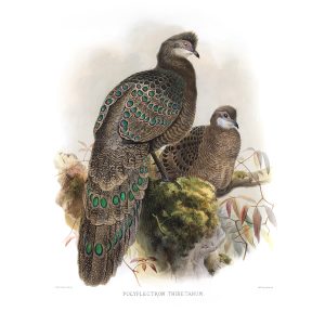 Common Polyplectron. Daniel Giraud Elliot - Family of the Pheasants. Museum Quality Giclee Print by Heritage Prints.