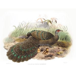 Germain’s Polyplectron. Daniel Giraud Elliot - Family of the Pheasants. Museum Quality Giclee Print by Heritage Prints.