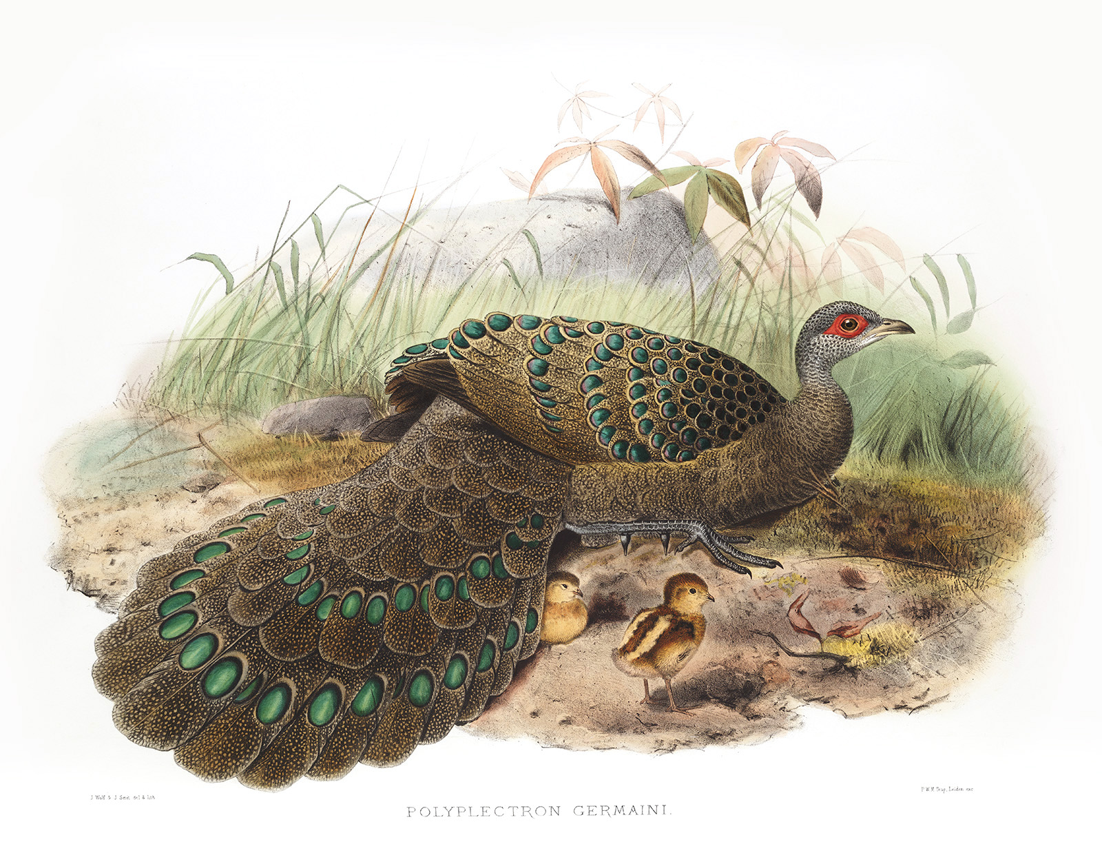 Germain’s Polyplectron. Daniel Giraud Elliot - Family of the Pheasants. Museum Quality Giclee Print by Heritage Prints.