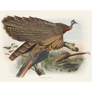 Gray’s Argus Pheasant. Daniel Giraud Elliot - Family of the Pheasants. Museum Quality Giclee Print by Heritage Prints.