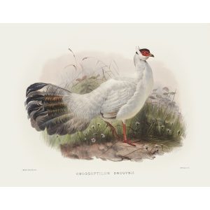 Drouyn’s Eared Pheasant. Daniel Giraud Elliot - Family of the Pheasants. Museum Quality Giclee Print by Heritage Prints.