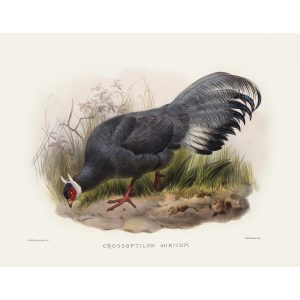 Pallas’s Eared Pheasant. Daniel Giraud Elliot - Family of the Pheasants. Museum Quality Giclee Print by Heritage Prints.