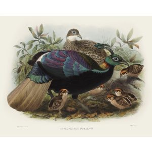 Himalayan Monal Pheasant. Daniel Giraud Elliot - Family of the Pheasants. Museum Quality Giclee Print by Heritage Prints.