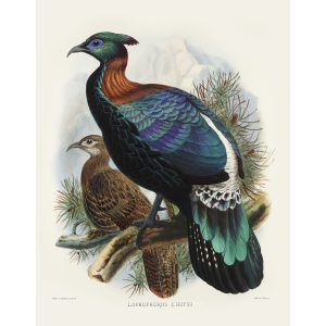 De l’Huys’s Monal. Daniel Giraud Elliot - Family of the Pheasants. Museum Quality Giclee Print by Heritage Prints.