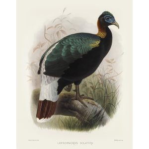 Sclater’s Monal. Daniel Giraud Elliot - Family of the Pheasants. Museum Quality Giclee Print by Heritage Prints.