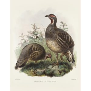 Mou-pin Pheasant. Daniel Giraud Elliot - Family of the Pheasants. Museum Quality Giclee Print by Heritage Prints.