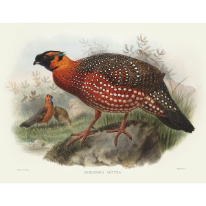 Horned Tragopan. Daniel Giraud Elliot - Family of the Pheasants. Museum Quality Giclee Print by Heritage Prints.