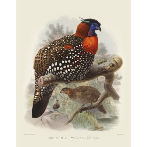 Black-headed Tragopan. Daniel Giraud Elliot - Family of the Pheasants. Museum Quality Giclee Print by Heritage Prints.