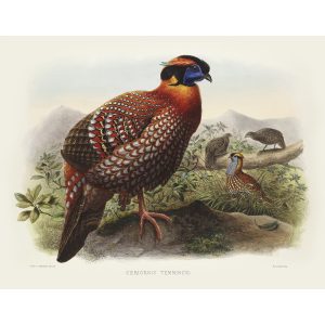 Temminck’s Tragopan. Daniel Giraud Elliot - Family of the Pheasants. Museum Quality Giclee Print by Heritage Prints.