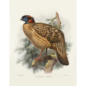 Cabot’s Tragopan. Daniel Giraud Elliot - Family of the Pheasants. Museum Quality Giclee Print by Heritage Prints.