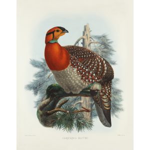 Blyth’s Tragopan. Daniel Giraud Elliot - Family of the Pheasants. Museum Quality Giclee Print by Heritage Prints.